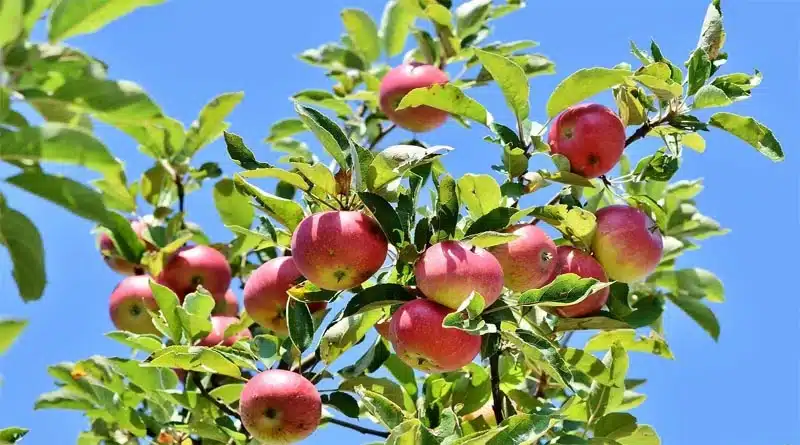 Indian Researchers on a Quest to Discover the Ideal Apple Variety