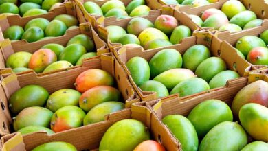 Mango Prices Drop Significantly: The 'King of Fruits' Now Accessible at Unbeatable Rates