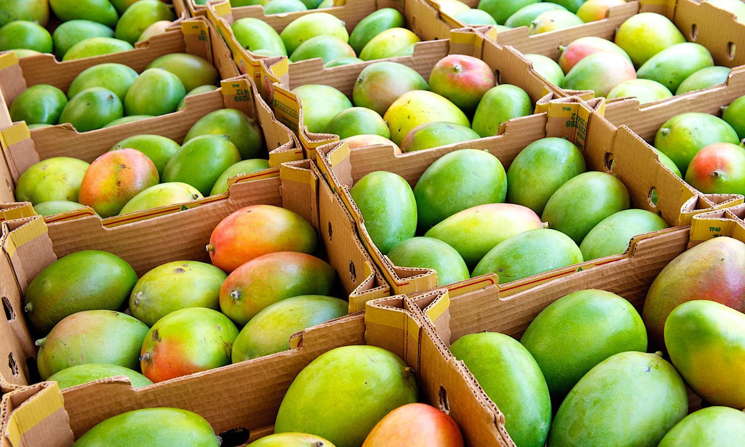 Mango Prices Drop Significantly: The 'King of Fruits' Now Accessible at Unbeatable Rates