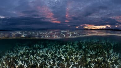 Oceans at Risk as Global Temperatures Surge