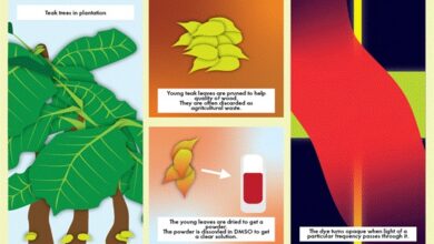 Scientists Discover New Use for Teak Leaves