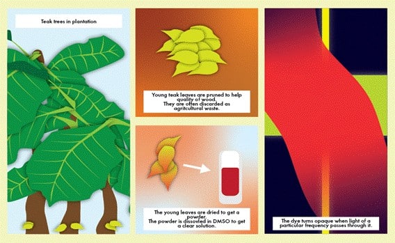 Scientists Discover New Use for Teak Leaves