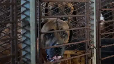 South Korea's Dog Meat Ban: What Lies Ahead for the Canine Population?