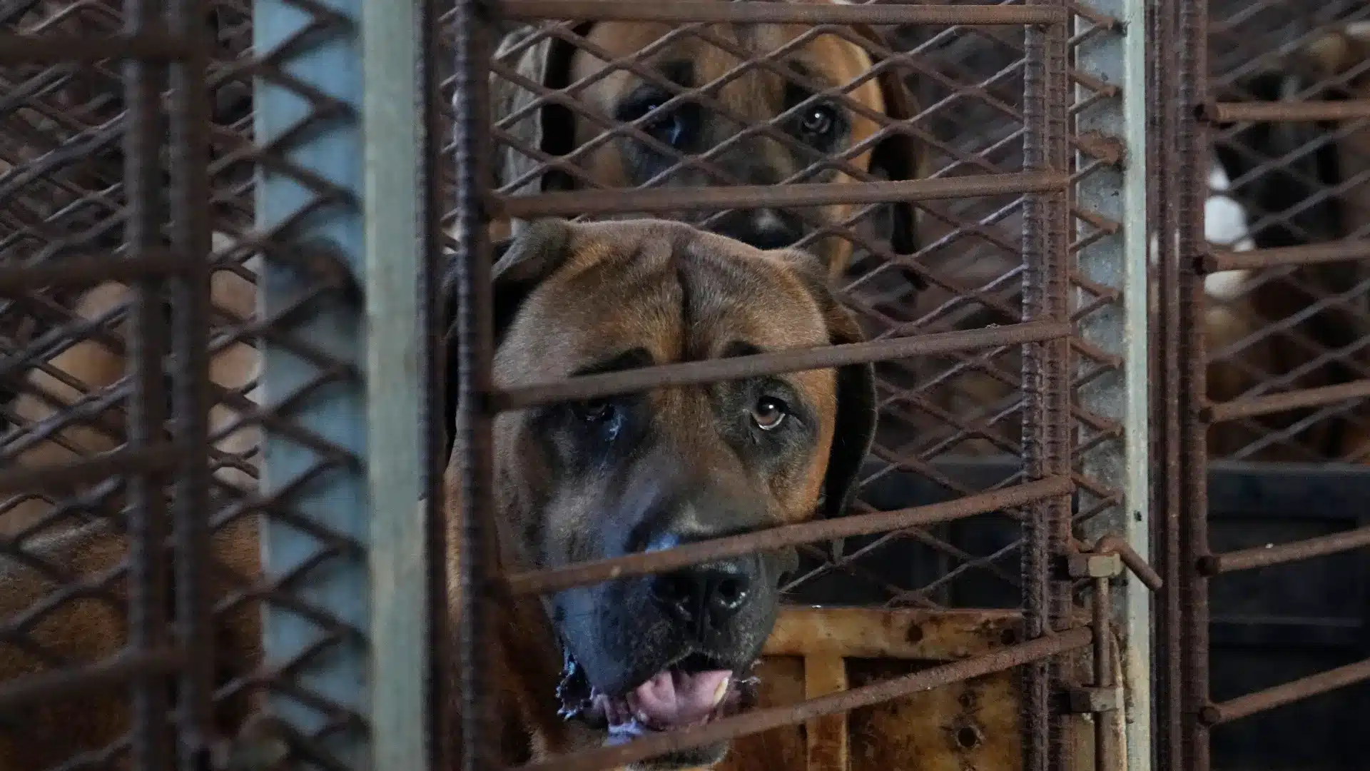 South Korea's Dog Meat Ban: What Lies Ahead for the Canine Population?