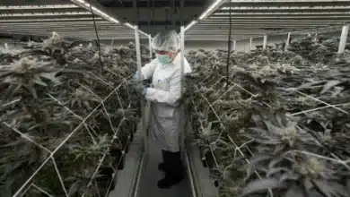 Thailand's Cannabis Landscape Shifts as New Regulations Target Smuggling