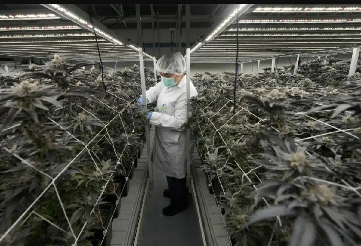 Thailand's Cannabis Landscape Shifts as New Regulations Target Smuggling