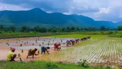 Update on Kharif Crop Area Coverage as of June 13, 2025