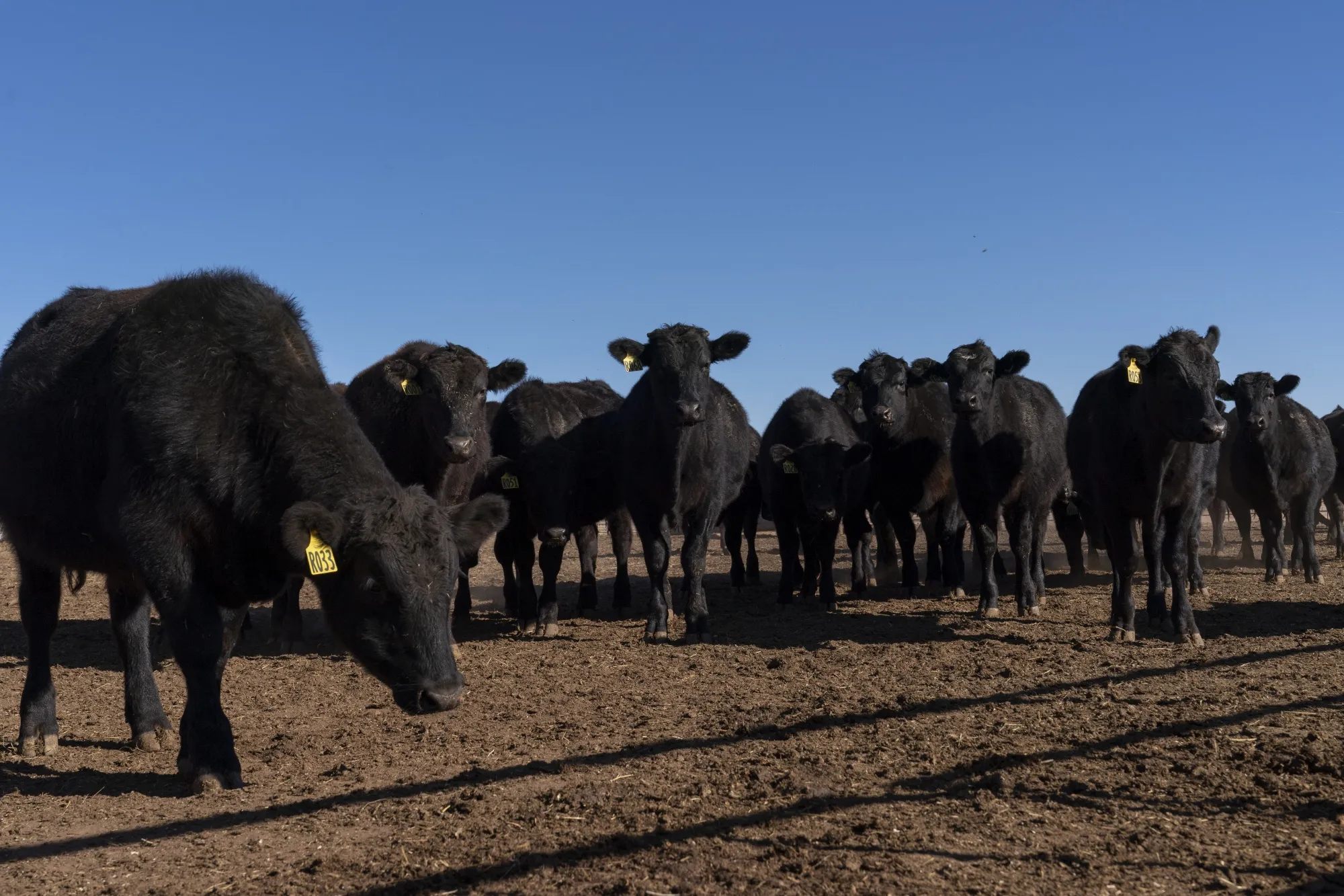 Australia Embraces American Beef: Donald Trump Promises Significant Sales Growth