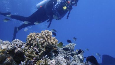Australia's Coral Reefs Suffer Devastating Bleaching Amidst 'Underwater Bushfire' Crisis