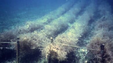 Development of Seaweed in Coastal Areas