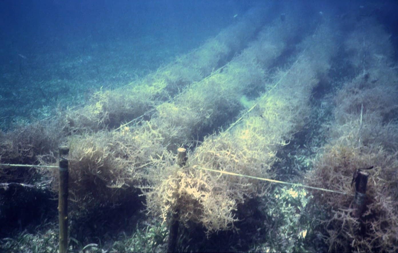 Development of Seaweed in Coastal Areas