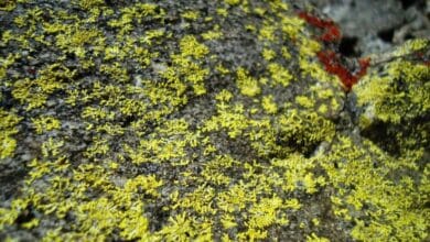 Discovery of New Lichen Species in the Western Ghats