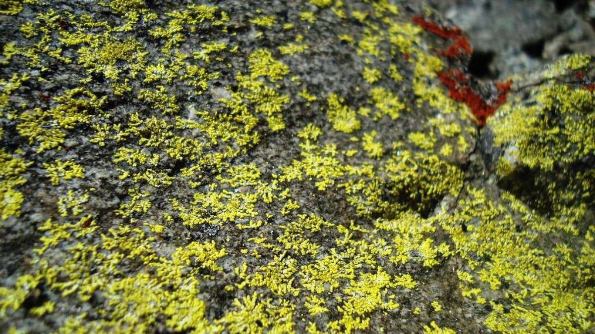 Discovery of New Lichen Species in the Western Ghats
