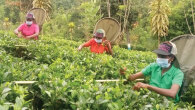 Global Demand for Tea Outpaces Supply, Leaving Markets Thirsty