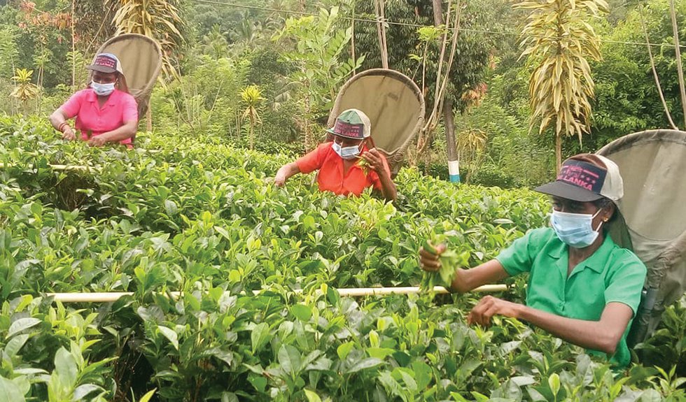 Global Demand for Tea Outpaces Supply, Leaving Markets Thirsty