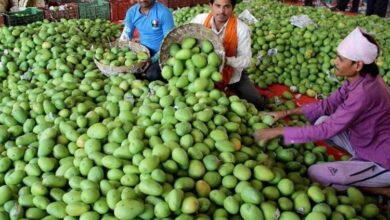 Government Provides Support to Mango Farmers