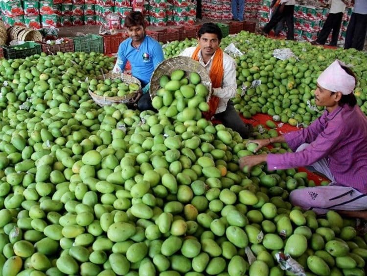 Government Provides Support to Mango Farmers