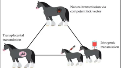 India Establishes First Internationally Recognized Equine Disease-Free Zone