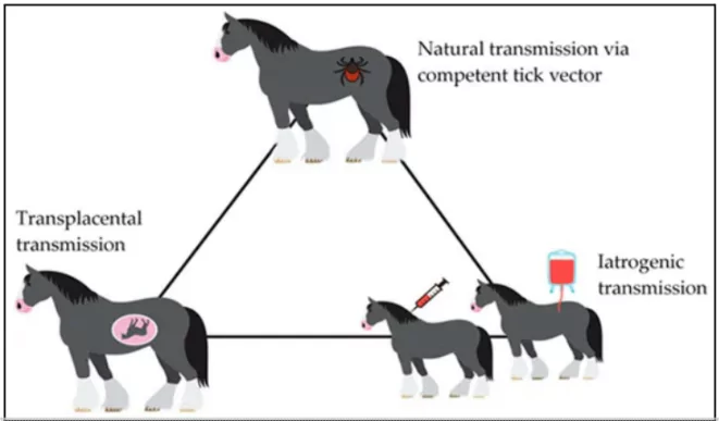 India Establishes First Internationally Recognized Equine Disease-Free Zone