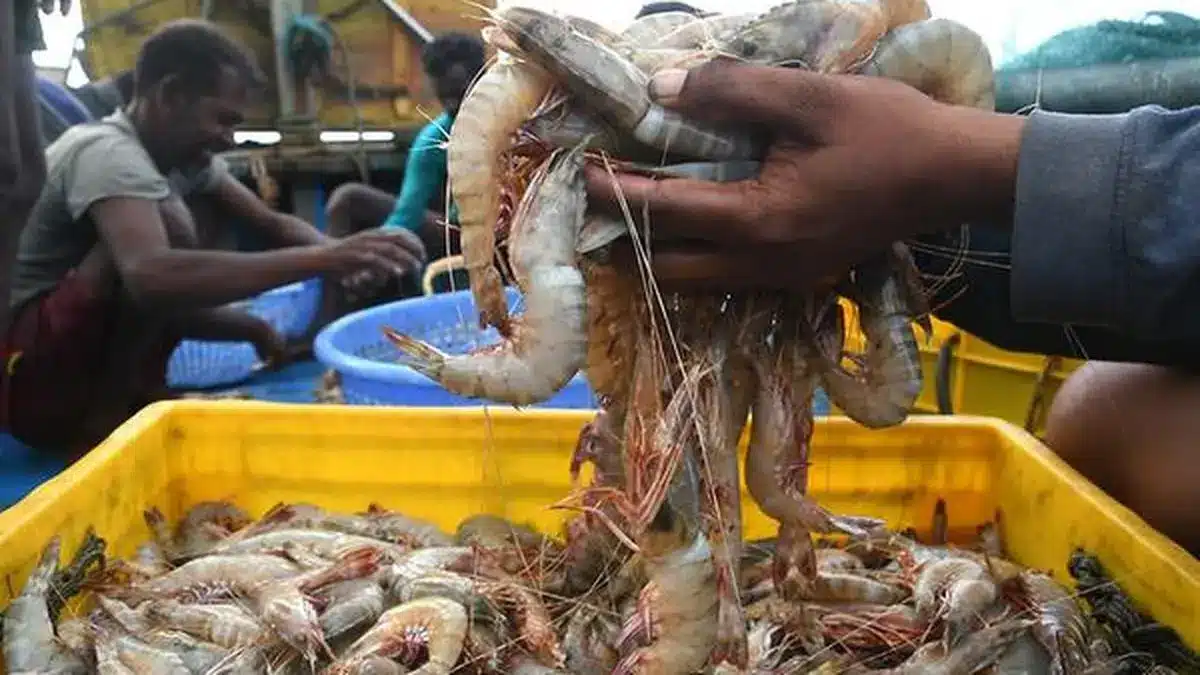 India's Seafood Industry Anticipates 70% Export Growth to the UK Under CETA