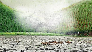 Irregular Monsoon Distribution Could Impact Crop Damage