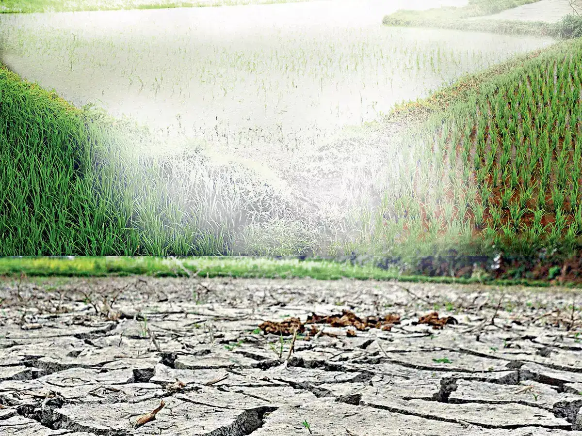 Irregular Monsoon Distribution Could Impact Crop Damage