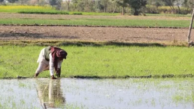 Kharif Sowing Increases by Over 11% as Monsoon Intensifies, Positive Outlook for Agriculture