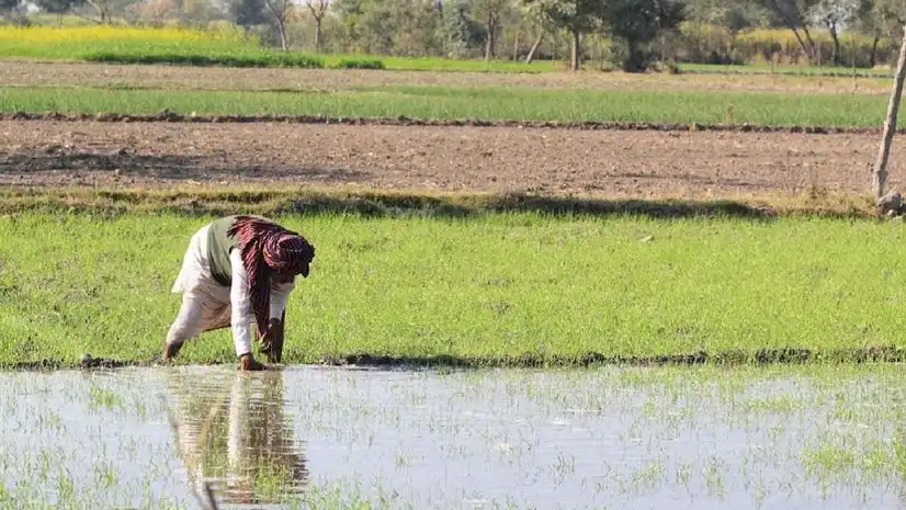 Kharif Sowing Increases by Over 11% as Monsoon Intensifies, Positive Outlook for Agriculture