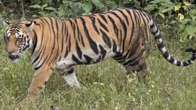 Pakistani Authorities Intensify Crackdown, Forcing Big Cat Owners to Conceal Their Exotic Pets