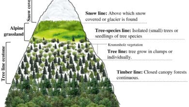 Study Reveals Complex Greenhouse Gas Dynamics in the Central Himalayas