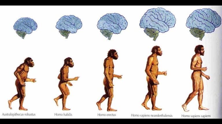 The Evolution of the Human Mind: How Our Stone Age Brain Navigates the ...