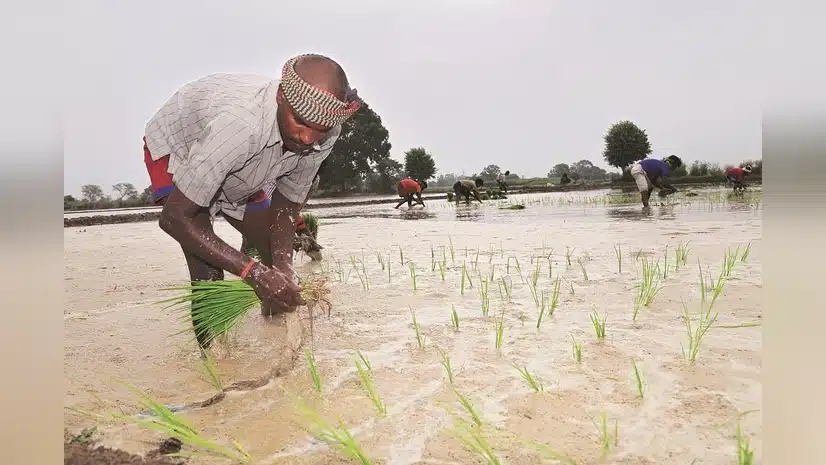 Update on Kharif Crop Area Coverage as of July 11, 2025