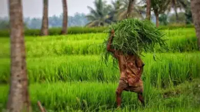 Update on Kharif Crop Area Coverage as of July 18, 2025
