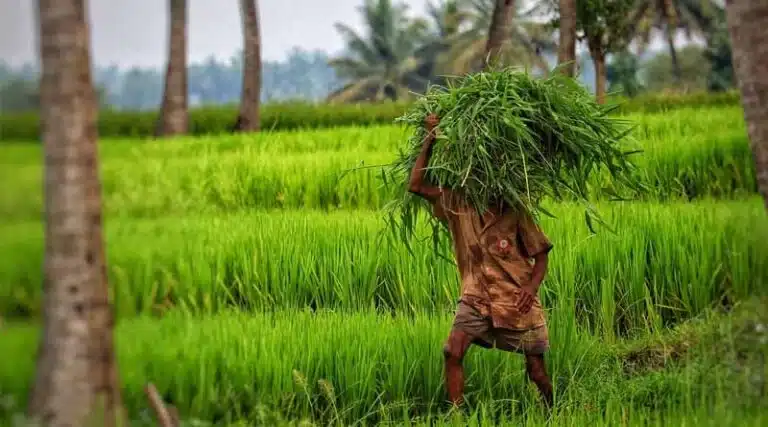 Update on Kharif Crop Area Coverage as of July 18, 2025
