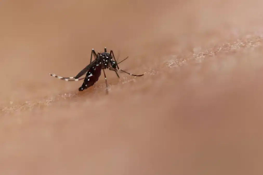 China Faces Surge in Chikungunya Virus Cases, Reporting 7,000 Infections
