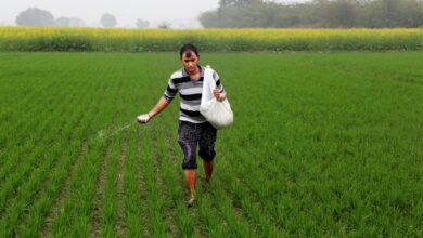 China's Reinstatement of Export Curbs Poses Risks for Specialty Fertiliser Sector; India Anticipates Price Increases