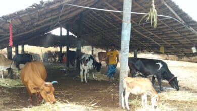 Enhancement of Genetic Quality in Crossbred Cattle