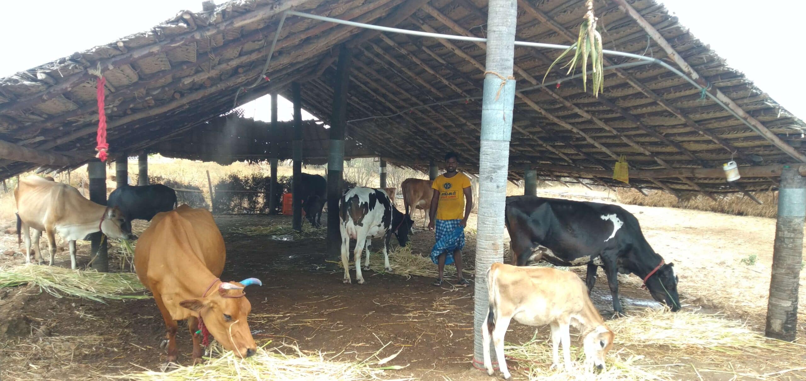 Enhancement of Genetic Quality in Crossbred Cattle