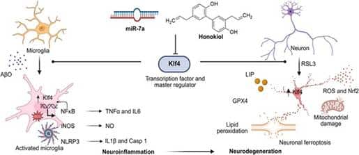 Towards a potential cure for Alzheimer’s Disease