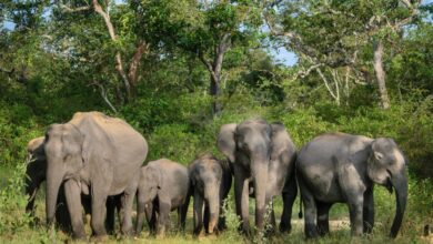 World Elephant Day 2025 to be Celebrated in Coimbatore,Tamil Nadu on August 12
