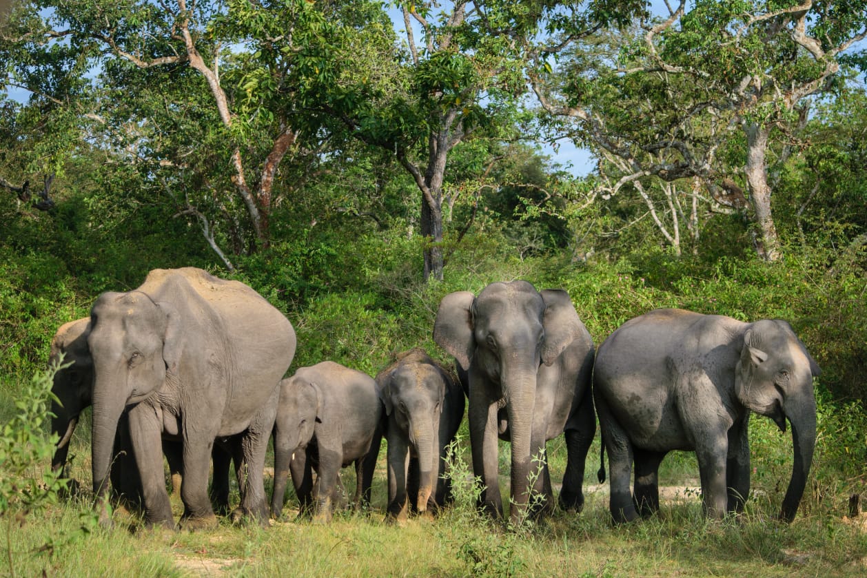 World Elephant Day 2025 to be Celebrated in Coimbatore,Tamil Nadu on August 12