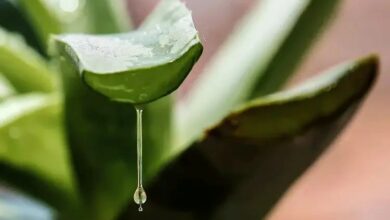 Aloe Vera