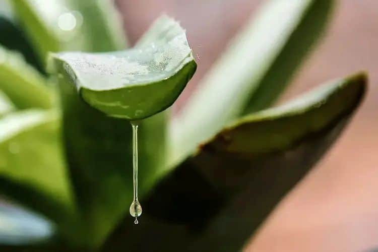 Aloe Vera