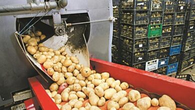 Food Sector