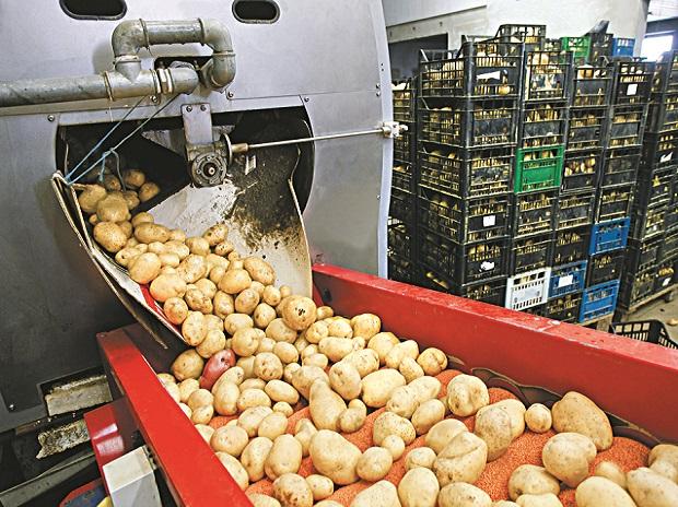 Food Sector