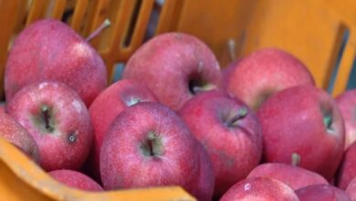 Indian Railways Starts Loading Fresh Apples from Kashmir to Delhi Market