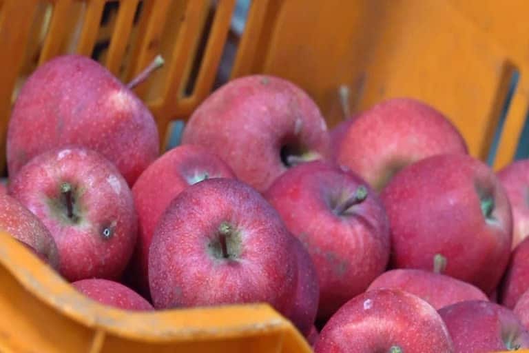 Indian Railways Starts Loading Fresh Apples from Kashmir to Delhi Market