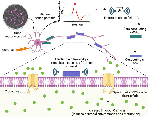 Indian Researchers Develop Nanomaterial to Stimulate Brain Cells Non-Surgically