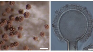 Indian Scientists Identify Two New Aspergillus Species from the Western