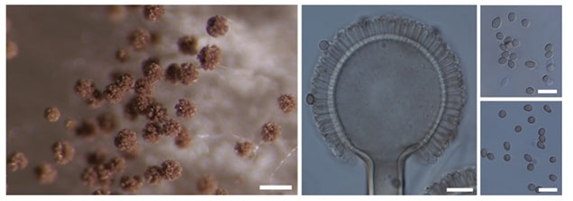 Indian Scientists Identify Two New Aspergillus Species from the Western